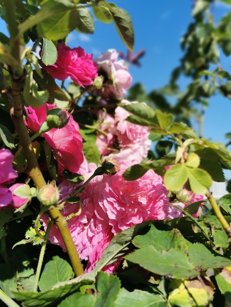 Hintergrund des Blumenstraußes aus rosa blühendem Rosenstrauch