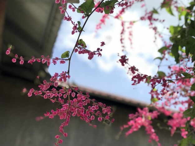 Hintergrund des Frühlingsblütenbaums mit rosa schönen Blumen selektiver Fokus