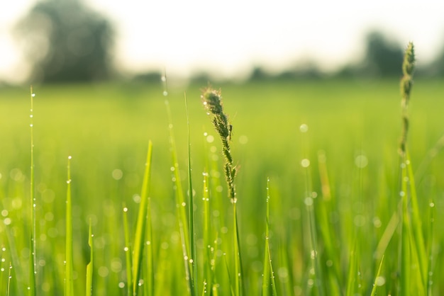 Hintergrund des grünen frischen Grases im Sonnenlicht Morgengrün der Natur