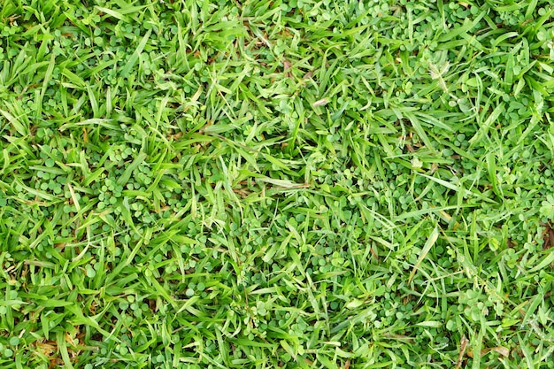 Hintergrund des grünen Grases auf dem Fußballplatz