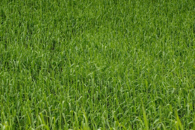 Hintergrund des grünen Grases. Gras auf dem Feld