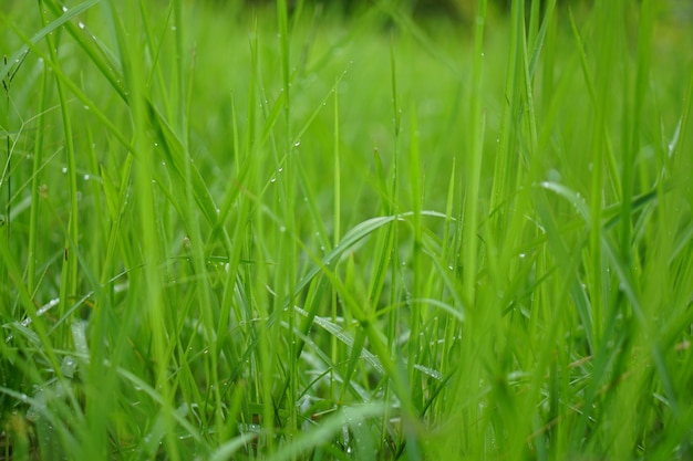 Hintergrund des grünen Grases in der Regenzeit