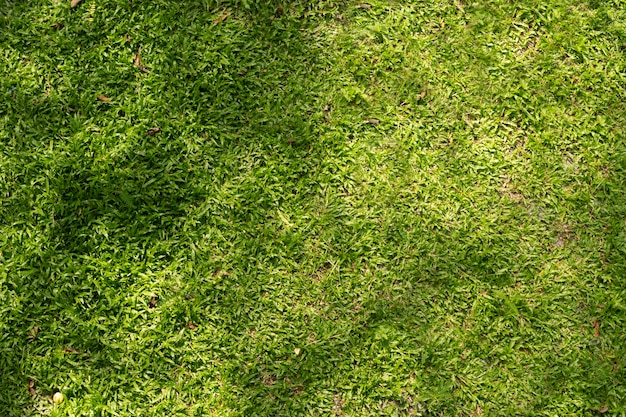 Hintergrund des grünen Grases mit Licht und Schatten vom Baum