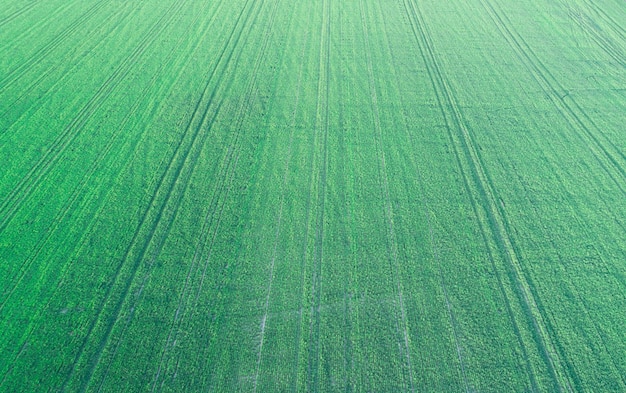 Hintergrund des grünen Grases mit selektivem Fokus