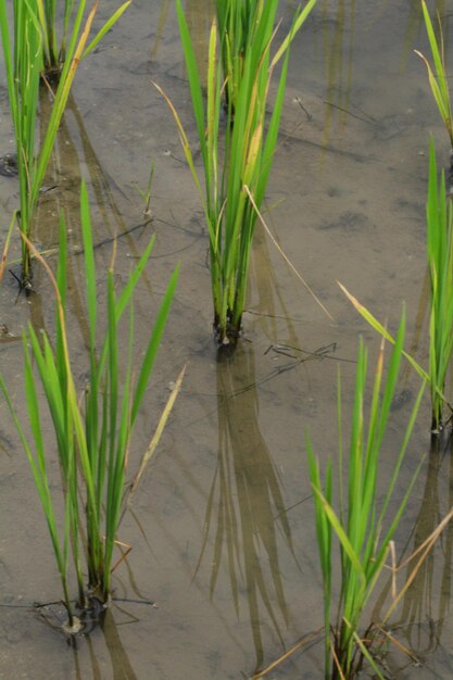 Hintergrund des grünen Grases Nahaufnahme der Blätter der Reispflanze Reisblätter Naturhintergrund