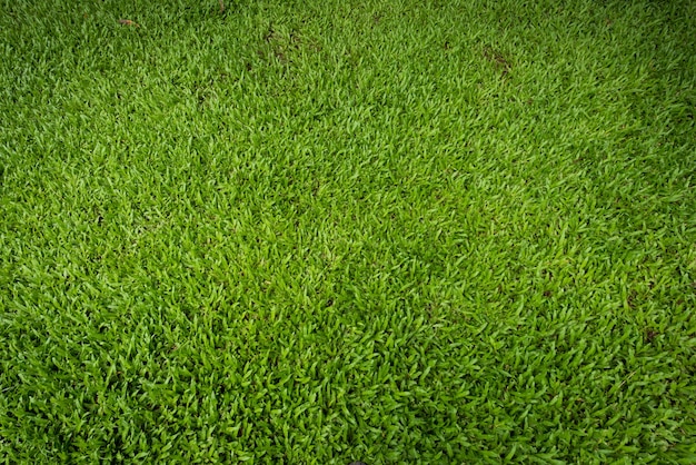 Hintergrund des grünen Grases und gemasert, Draufsicht und Detail des Rasenbodens am Fußballplatz