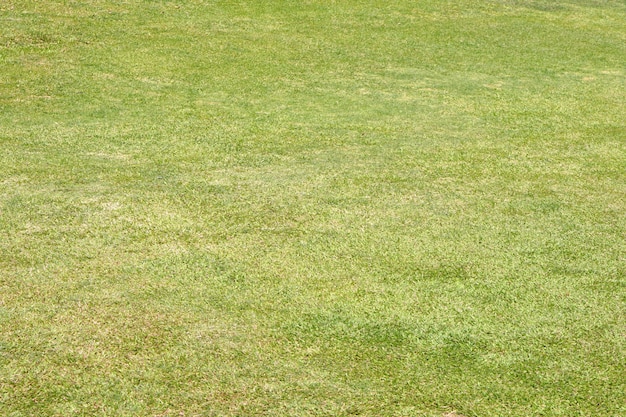 Hintergrund des grünen Grases zum Sitzen im Garten