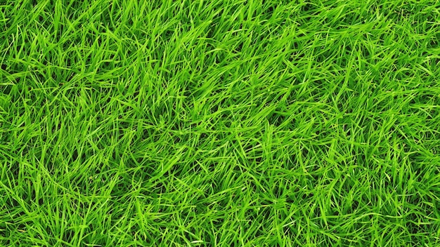 Hintergrund des grünen Grases