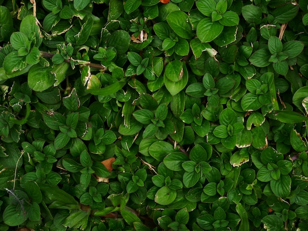 Hintergrund des grünen Grases