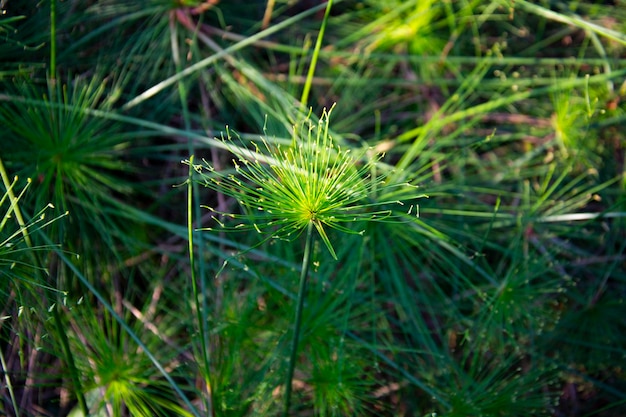 Hintergrund des grünen Grases