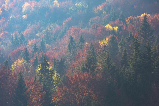 Hintergrund des herbstlichen Karpatenwaldes mit goldenem und rotem Laub und sonnigen Strahlen