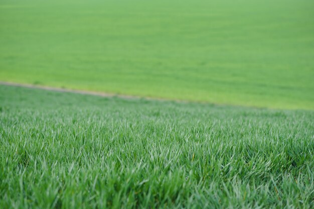 Hintergrund des jungen grünen Weizens im Frühjahr