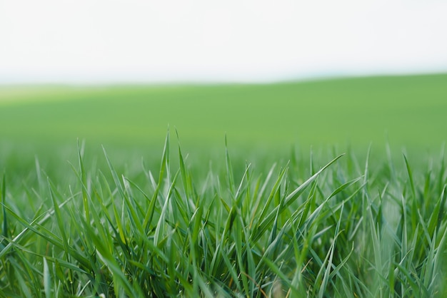 Hintergrund des jungen grünen Weizens im Frühjahr