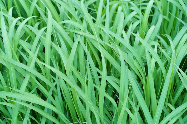 Hintergrund des langen grünen Grases Hohes Gras unter dem Wind in einem Sommerfeld