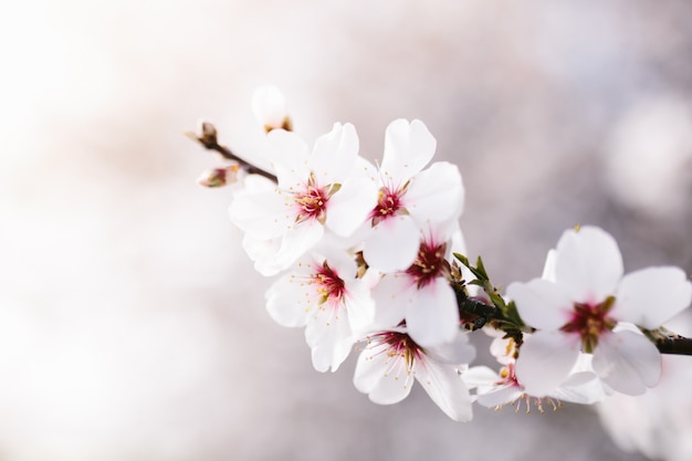 Hintergrund des Mandelblütenbaums. Kirschbaum mit zarten Blüten. Erstaunlicher Frühlingsbeginn. Selektiver Fokus. Blumenkonzept.