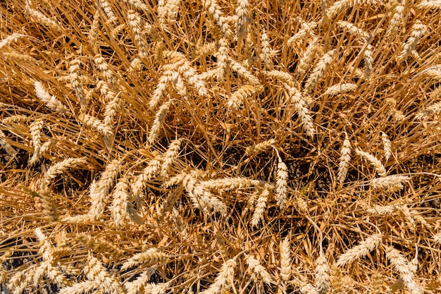 Foto hintergrund des reifen gelben weizens. agrarkonzept