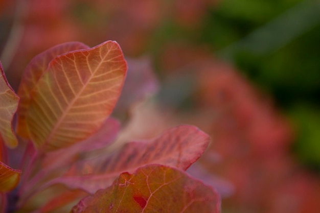 Hintergrund des roten Herbstlaubs auf unscharfem Hintergrund selektiver unscharfer Fokus