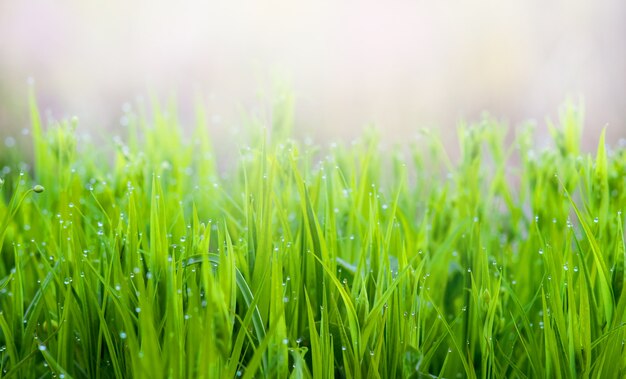 Hintergrund des sanften hellgrünen Frühlingsgrases auf unscharfem Hintergrund