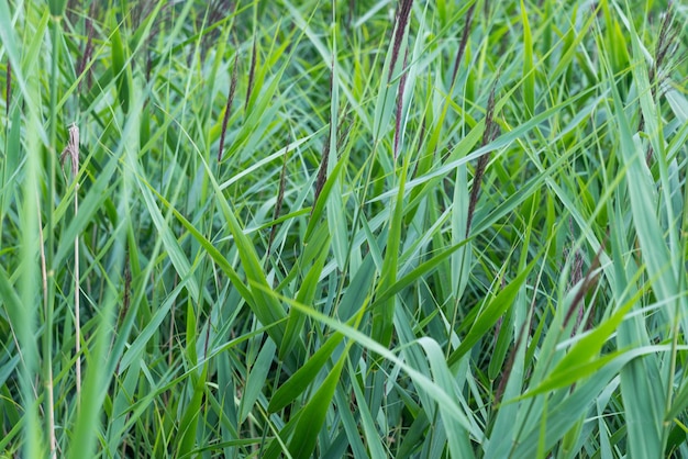 Hintergrund des schönen grünen Grases an einem Sommermorgen