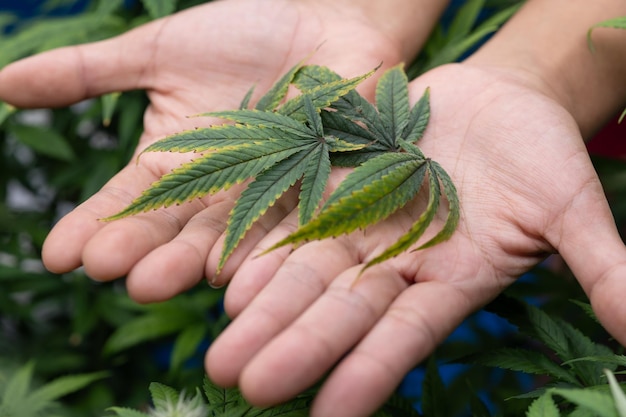 Foto hintergrund des wachsenden cannabis-banners nahaufnahme der grünen blätter von marihuana auf dem wissenschaftler dortor hand indoor-anbau indoor-gewächshaus