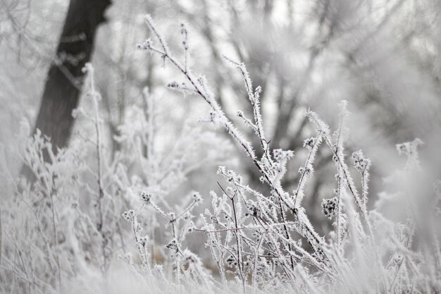 Foto hintergrund des winters