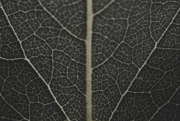 Hintergrund dunkelgrüner tropischer Blätter