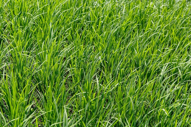 Hintergrund einer grünen Grasbeschaffenheit. Nahansicht