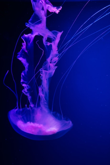 Hintergrund einer leuchtend farbigen Qualle, die langsam im dunkelblauen Aquariumwasser schwimmt.