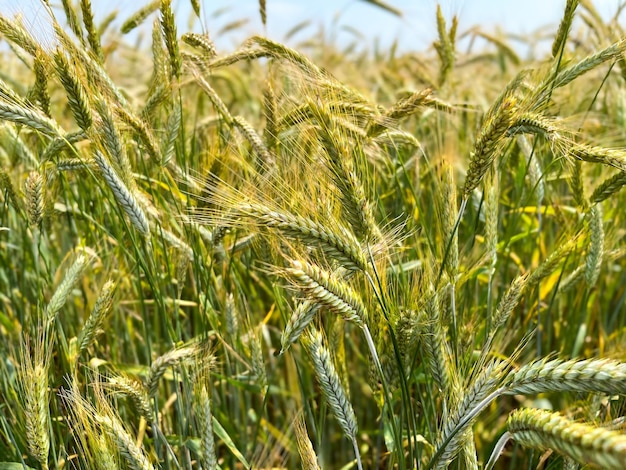 Hintergrund eines schönen Feldes mit reifendem Roggen Roggen-Nahaufnahme