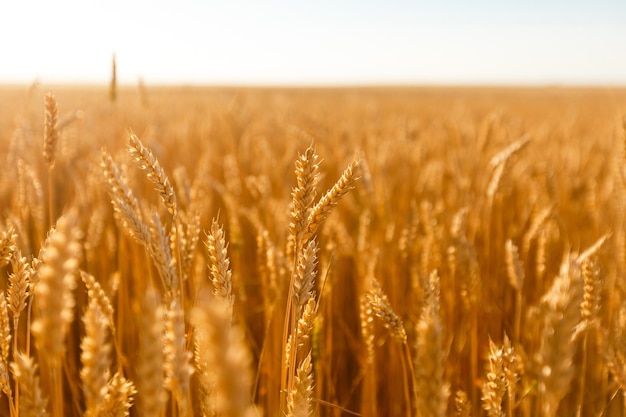 Hintergrund Feld Ährchen in der Sonne