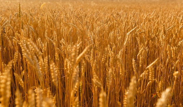 Hintergrund Feld Ährchen in der Sonne