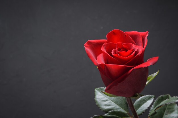 Hintergrund für Valentinstag-Grußkarte. Valentinstag-Konzept. Rote, schöne blühende Rose. Nahansicht.