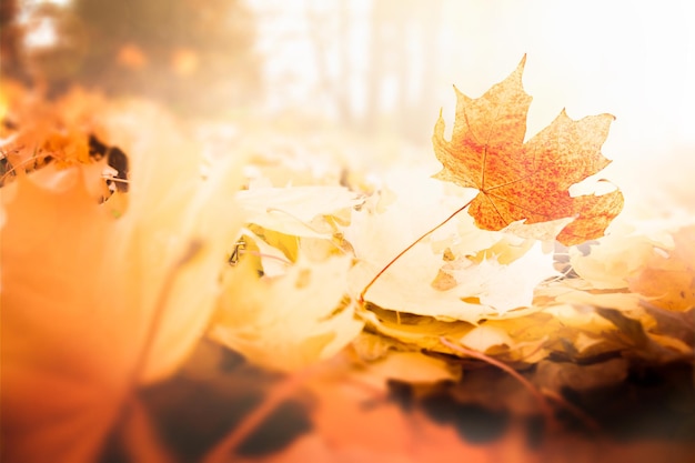 Hintergrund gefallene Herbstblätter auf dem Boden im Wald