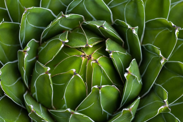 Hintergrund großer grüner Kaktus in der Natur Nahaufnahme