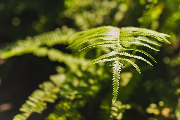 Hintergrund grüne Farnblätter im Naturwald