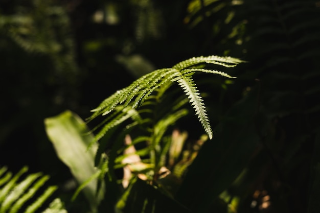 Hintergrund grüne Farnblätter im Naturwald