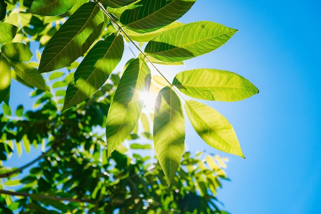 Hintergrund grüner Blätter in der Frühlings- und Sommersaison in der heißen Sonne am blauen Himmel