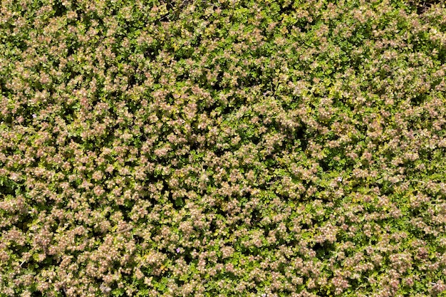 Hintergrund grüner Landpflanzen