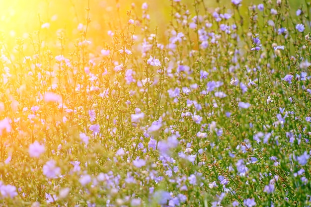 Hintergrund hell lila Wiesenblumen grüner Hintergrund