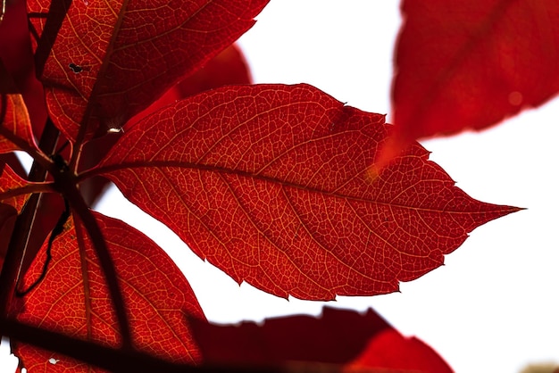 Hintergrund Herbstlaub im GegenlichtParthenocissus