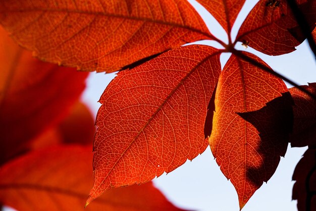 Hintergrund Herbstlaub im GegenlichtParthenocissus