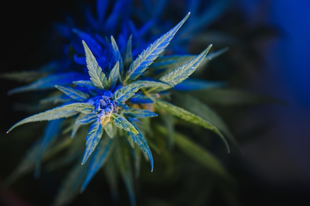 Hintergrund junge Triebe von Marihuana in fantastischen Blautönen Anbau von Bio-Hanf auf dem Bauernhof Hintergrundbild von Marihuana Legaler Hanfanbau