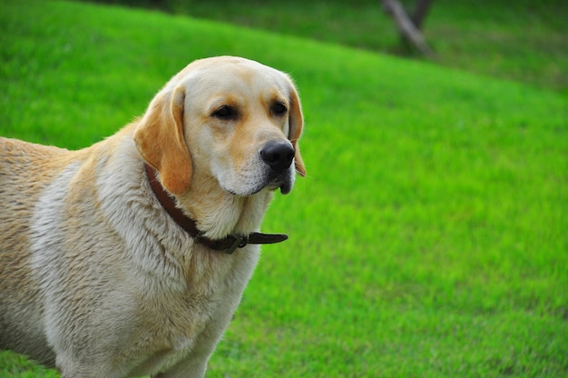 Hintergrund Labrador-Apportierhunds und des grünen Grases
