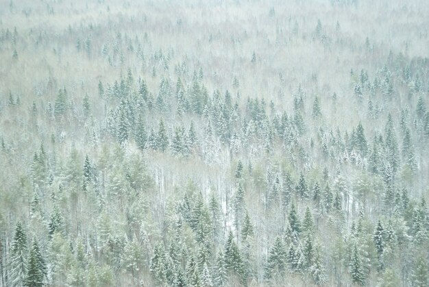 Hintergrund, Landschaft - verschneiter Winterwald, Taiga, Draufsicht