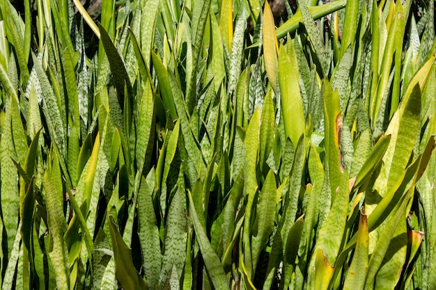 Hintergrund Laubvegetation