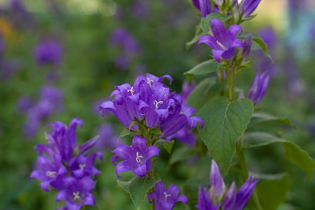 Hintergrund lila Blumen Glockenblumen breitblättrig im Garten im Grünen