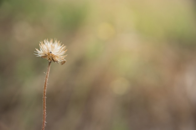 Hintergrund Makro Blume.