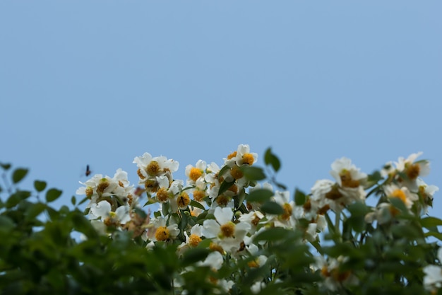 Hintergrund Makro Blume