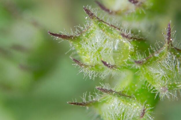 Hintergrund Makro Wildblume