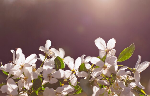 Hintergrund mit Apfelblüten bei Sonnenuntergang